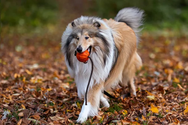 Collie Köpeği Kırmızı Bir Top Taşıyor Sonbahar Arkaplanı — Stok fotoğraf