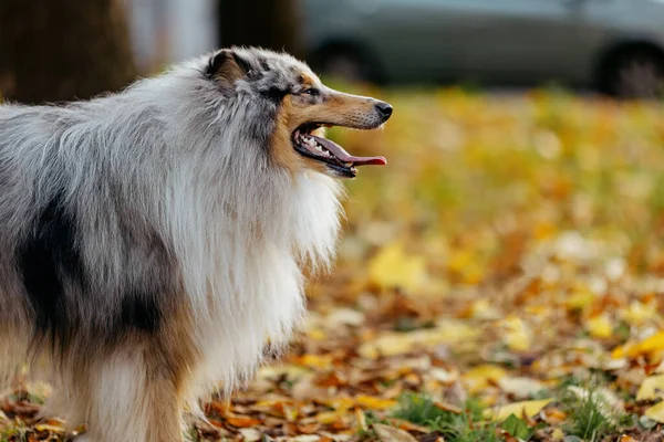 Собака Колли Открытым Ртом Профиль Фоне Осенних Листьев — стоковое фото