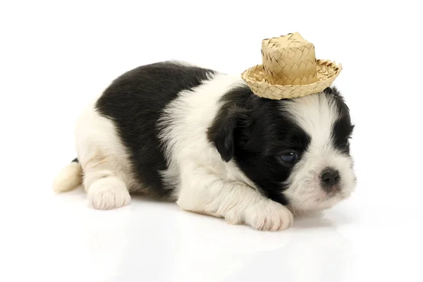 Stüdyoda Şapkası Olan Sevimli Köpek Yavrusu — Stok fotoğraf