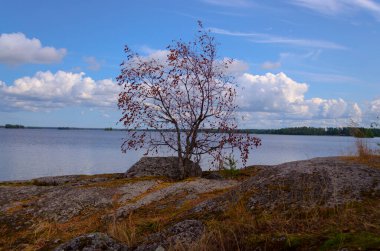 Bir çalı, kayaların üzerinde büyüyen küçük bir ağaç, Karelia 'daki bir gölün arka planına karşı..
