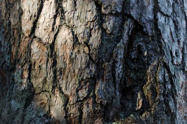Yaşlı bir ağacın kabuğu