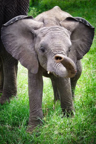 Baby elephant with trunk