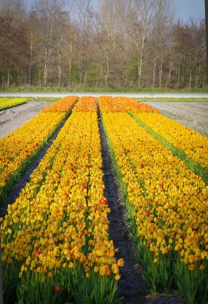 Champ Ampoules Avec Tulipes Jaunes Orange — Photo