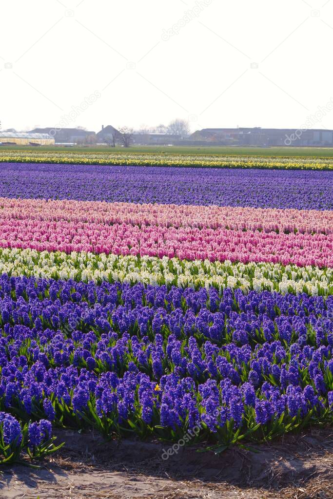 Pink, white and purple hyacinths in a bulb field