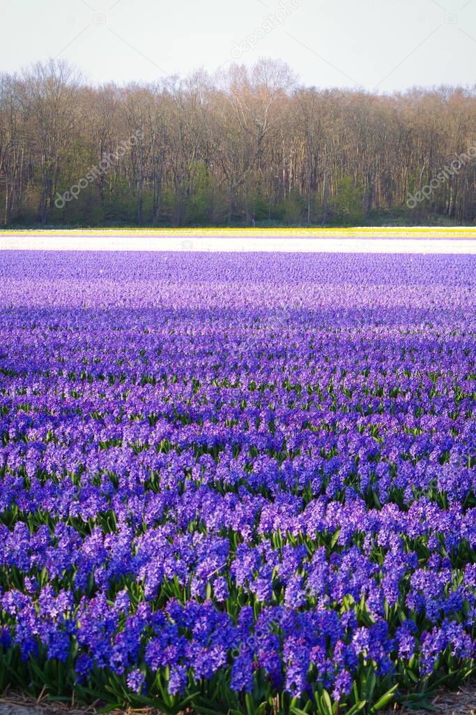 Field of hyacinths in Holland