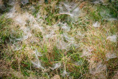 Bozkırlarda örümcek ağları