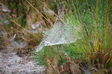 Yeşil çimenlerin üzerinde örümcek ağı