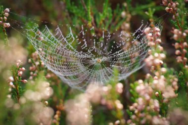 Ağdaki örümcek fundalıkta