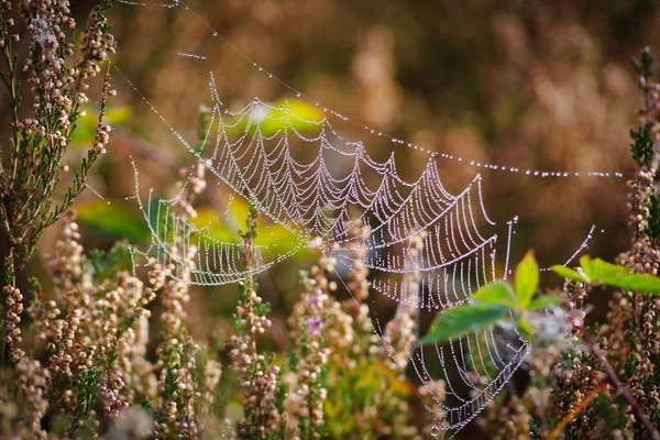 Spider Webs Moorlands — Stock Photo, Image