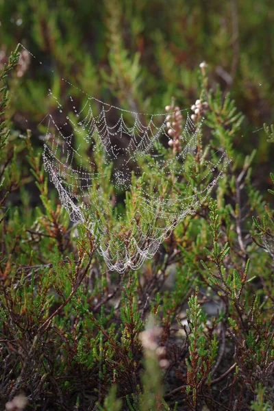 Spider Web Dew — Stock Photo, Image