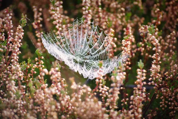 Spider Web Droplets — Stock Photo, Image