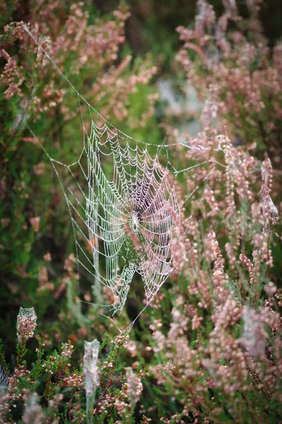 Spider Web Moorland — Stock Photo, Image