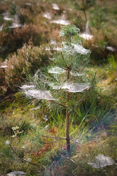 Pine Tree Spider Webs — Stock Photo, Image