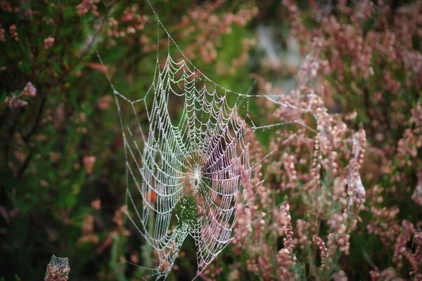 Spider Web Dew Heather — Stock Photo, Image