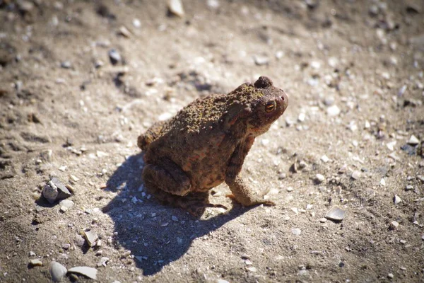 Crapaud Dans Sable — Photo