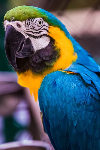 Blue Yellow Macaw Parrot Family Most Intelligent Birds Also Most — Stock Photo, Image