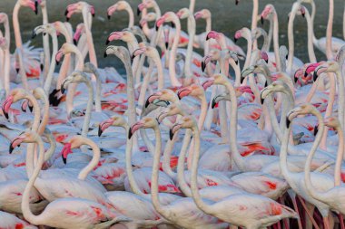 Flamingo - Ras Al Khor Vahşi Yaşam Sığınağı, Dubai, BAE