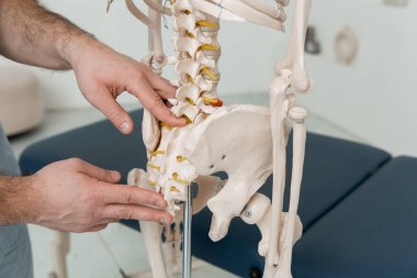Doktor, insan iskeleti anatomik modelinin kuyruk sokumunu işaret ediyor. Fizyoterapist eklem modelini açıklıyor. Kayropraktik uzmanı ya da osteopat insan vücudunun iskeletine işaret ediyor. Kemik anatomisi.