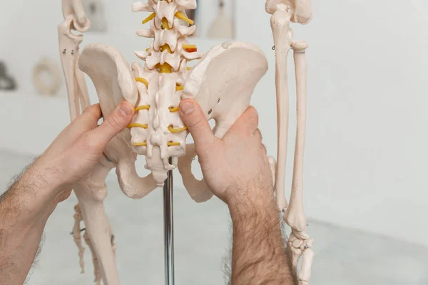 Doktor, insan iskeleti anatomik modelinin leğen kemiğini işaret ediyor. Fizyoterapist eklem modelini açıklıyor. Kayropraktik uzmanı ya da osteopat insan vücudunun iskeletine işaret ediyor. Kemik anatomisi.