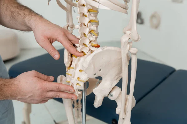 Doktor, insan iskeleti anatomik modelinin kuyruk sokumunu işaret ediyor. Fizyoterapist eklem modelini açıklıyor. Kayropraktik uzmanı ya da osteopat insan vücudunun iskeletine işaret ediyor. Kemik anatomisi.