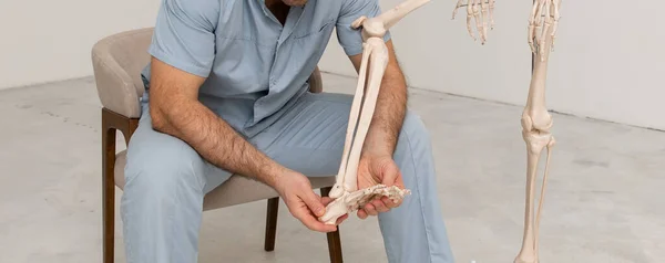 Doctor man pointing on leg of human skeleton anatomical model. Physiotherapist explaining joints model. Chiropractor or osteopath points to the skeleton of human body. Bones anatomy close up — Stock Photo, Image