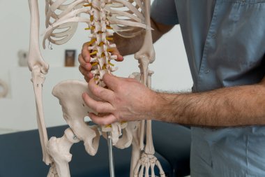 Doktor, insan iskeleti anatomik modelinin omurgasını işaret ediyor. Fizyoterapist eklem modelini açıklıyor. Kayropraktik uzmanı ya da osteopat insan vücudunun iskeletine işaret ediyor. Kemik anatomisi.