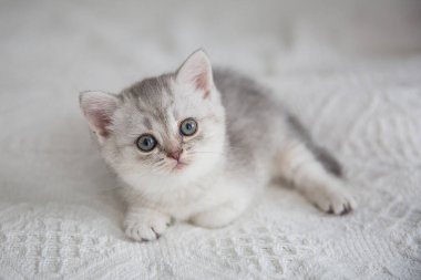 Şirin tekir İskoç kısa saçlı gümüş kedicik. Rüya gören kediler sıcak beyaz battaniyenin altında bir yatakta uyurlar. Evcil hayvanlar rahat evlerinde uyurlar. Yukarıdan aşağıya web afişi. Komik sevimli kediler. Kartpostal konsepti