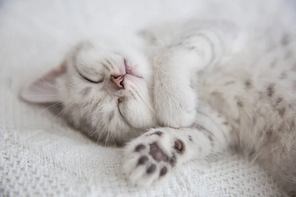 Cute tabby Scottish krótkie włosy srebrny kotek. Śniące kociaki śpią na łóżku pod ciepłym białym kocem. Zwierzęta śpią w przytulnym domu. Baner internetowy z góry na dół. Śmieszne, urocze koty. Pocztówka — Zdjęcie stockowe