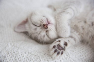 Şirin tekir İskoç kısa saçlı gümüş kedicik. Rüya gören kediler sıcak beyaz battaniyenin altında bir yatakta uyurlar. Evcil hayvanlar rahat evlerinde uyurlar. Yukarıdan aşağıya web afişi. Komik sevimli kediler. Kartpostal konsepti