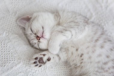 Şirin tekir İskoç kısa saçlı gümüş kedicik. Rüya gören kediler sıcak beyaz battaniyenin altında bir yatakta uyurlar. Evcil hayvanlar rahat evlerinde uyurlar. Yukarıdan aşağıya web afişi. Komik sevimli kediler. Kartpostal konsepti