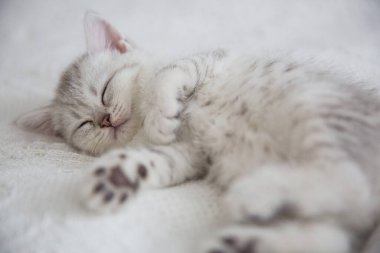 Şirin tekir İskoç kısa saçlı gümüş kedicik. Rüya gören kediler sıcak beyaz battaniyenin altında bir yatakta uyurlar. Evcil hayvanlar rahat evlerinde uyurlar. Yukarıdan aşağıya web afişi. Komik sevimli kediler. Kartpostal konsepti