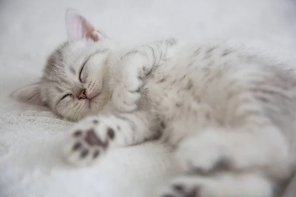 Söt tabby skotsk kort hår silver kattunge. Drömmande kattungar sover på en säng under varm vit filt. Husdjur sover på mysiga hem. Upp och ner visa web banner. Roliga söta husdjur katter. Vykort koncept — Stockfoto