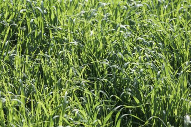 Yeşil çimen dokusu arka plan görünümü. Yeşil zemin yapmak için ideal bahçe konsepti, futbol sahası için çimen, çim golf sahaları için yeşil çimen deseni