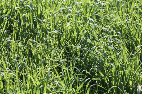 Yeşil çimen dokusu arka plan görünümü. Yeşil zemin yapmak için ideal bahçe konsepti, futbol sahası için çimen, çim golf sahaları için yeşil çimen deseni