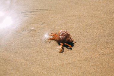 Kırmızı yengeç ya da kerevit içeren kum dokusu. Yazın sahilde doğa kum tepesi manzarası. Sahildeki dalga deseni. Sahildeki biraz kumu kapat.