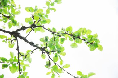 Yemyeşil bir yaprak, saf doğa geçmişi. Karaağaç üzerinde yeşil yapraklar. Doğa ilkbahar ve yaz afişi. Mavi gökyüzü kavramına karşı bitkiler. Beyaz arkaplanda ağaç dalları izole.