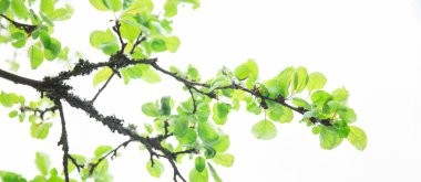 Yemyeşil bir yaprak, saf doğa geçmişi. Karaağaç üzerinde yeşil yapraklar. Doğa ilkbahar ve yaz afişi. Mavi gökyüzü kavramına karşı bitkiler. Beyaz arkaplanda ağaç dalları izole.