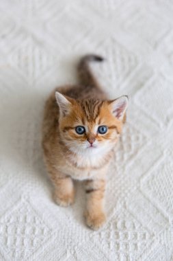 Şirin tekir İskoç kısa saçlı altın kedicik. Rüyada kedi yavrusu sıcak beyaz battaniyenin altında bir yatakta yatıyor. Evcil hayvanlar rahat evlerinde uyurlar. Yukarıdan aşağıya web afişi. Komik sevimli kediler. Kartpostal konsepti.