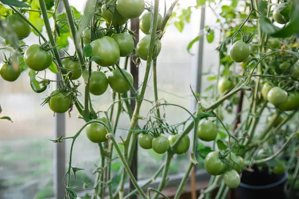 Schöne Grüne Tomaten Garten Grüne Tomatenplantage Biolandbau Junge Tomaten Garten Stockfoto