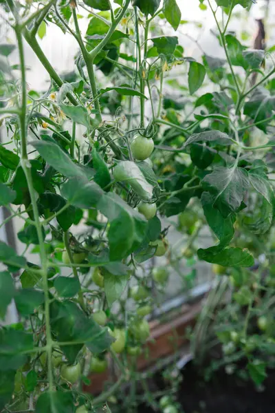 Schöne Grüne Tomaten Garten Grüne Tomatenplantage Biolandbau Junge Tomaten Garten lizenzfreie Stockfotos