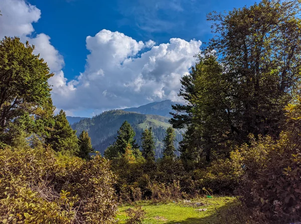 木々の真ん中や雲の下に緑の山を見る — ストック写真