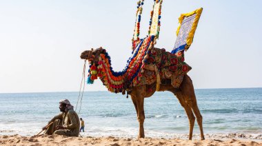 Pakistan, Karachi 'deki Tushan Beach Hawks Körfezi' nde Deve Sürüşü için Müşterileri Bekleyen Yerel Bir Adam