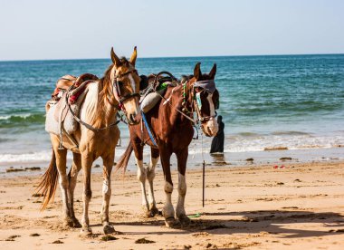 Sahilde ata binmek için bekleyen iki at