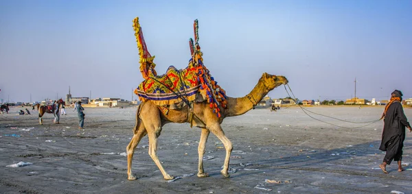 Camel Ride Sea View Clifton Beach Karachi Pakistan — Foto de Stock