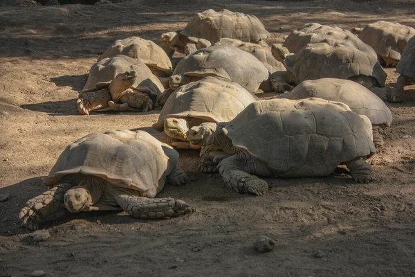 Pakistan, Karachi Hayvanat Bahçesi 'nde eğlenen bir grup Kaplumbağa.