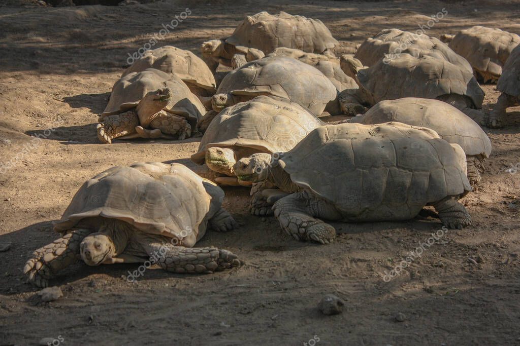 Un grupo de tortugas que se divierten en Karachi Zoo Garden, Pakistán 2024