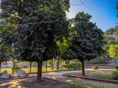 Bahçedeki güzel ağaçlar Akşam vakti mavi gökyüzü arkaplanıyla