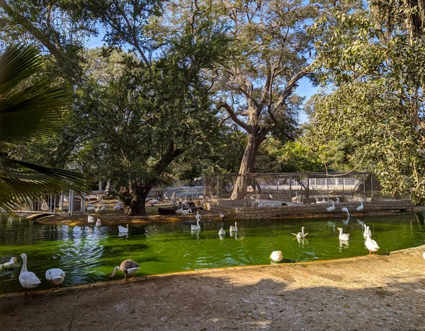 Patos Pequeño Lago Jardín Del Zoológico Local Ubicado Karachi Pakistán — Foto de Stock