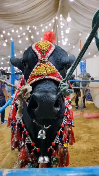 Beautiful Traditional Pakistani Sacrificial Bull Captured While Chewing Sohrab Goth — Stock Video