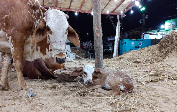 İnek ve yeni doğan bebeği (16-06-22)